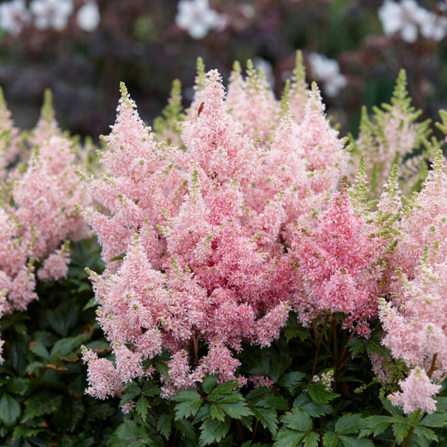 Astilbe 'Younique Salmon'